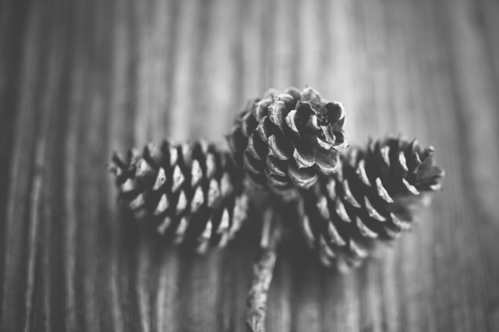 sonja_langford_acorns