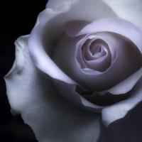 BLOEMEN / FLOWERS